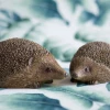Mooch..... Set Of Two Hedgehogs Garden