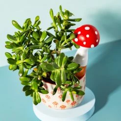 Mooch..... Mushroom Shaped Watering Spike